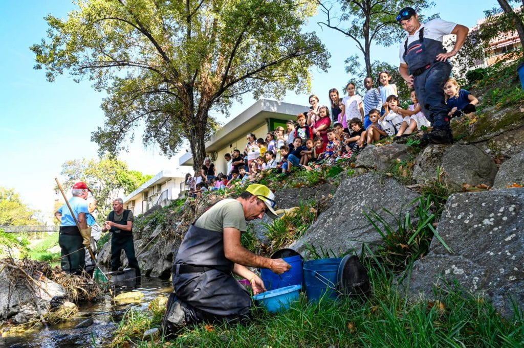 Protection de la biodiversité : l'Agglomération Cannes Lérins réalise une pêche de sauvegarde avant les travaux d'élargissement du cours d'eau de la Frayère — illustration 1