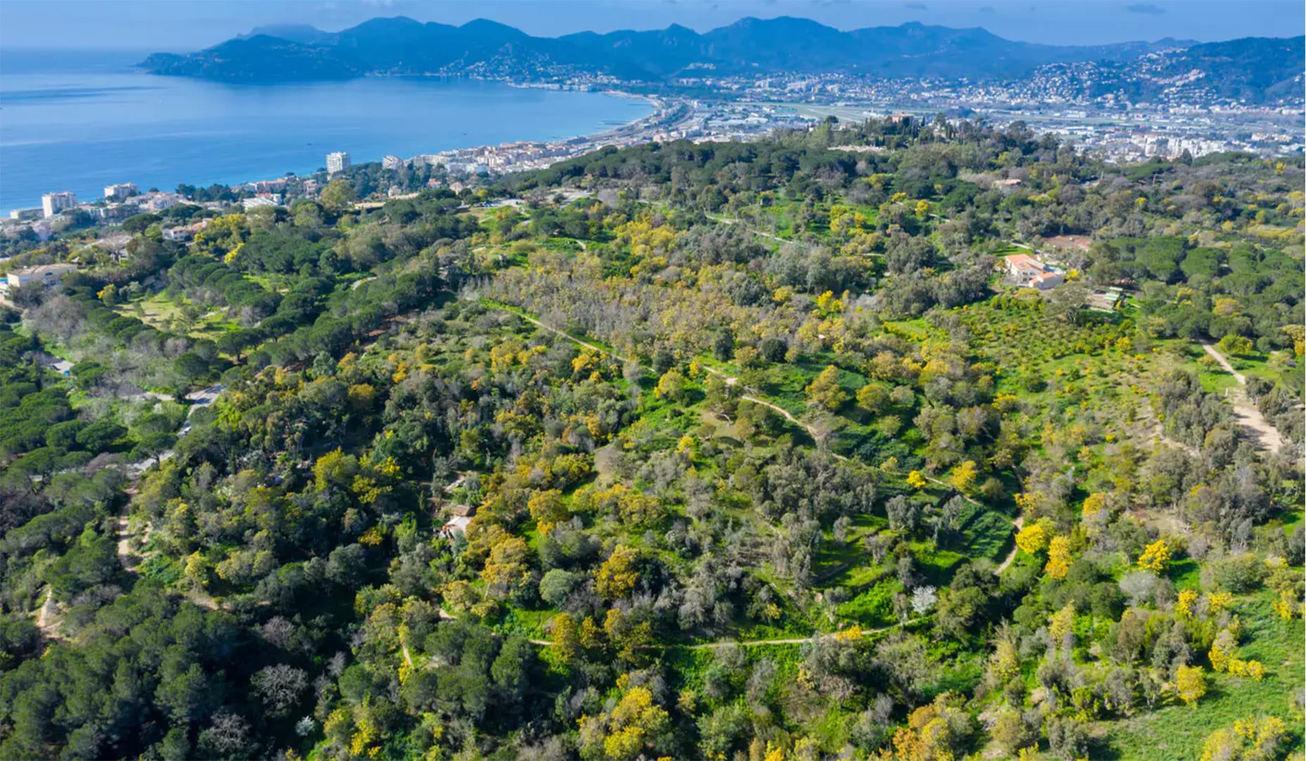 Cannes : la Ville prépare l'avenir grâce à ses arbres