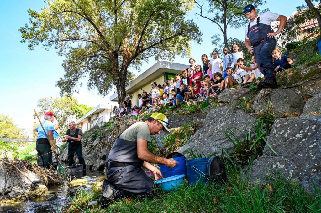 Protection de la biodiversité : l'Agglomération Cannes Lérins réalise une pêche de sauvegarde avant les travaux d'élargissement du cours d'eau de la Frayère — illustration 1