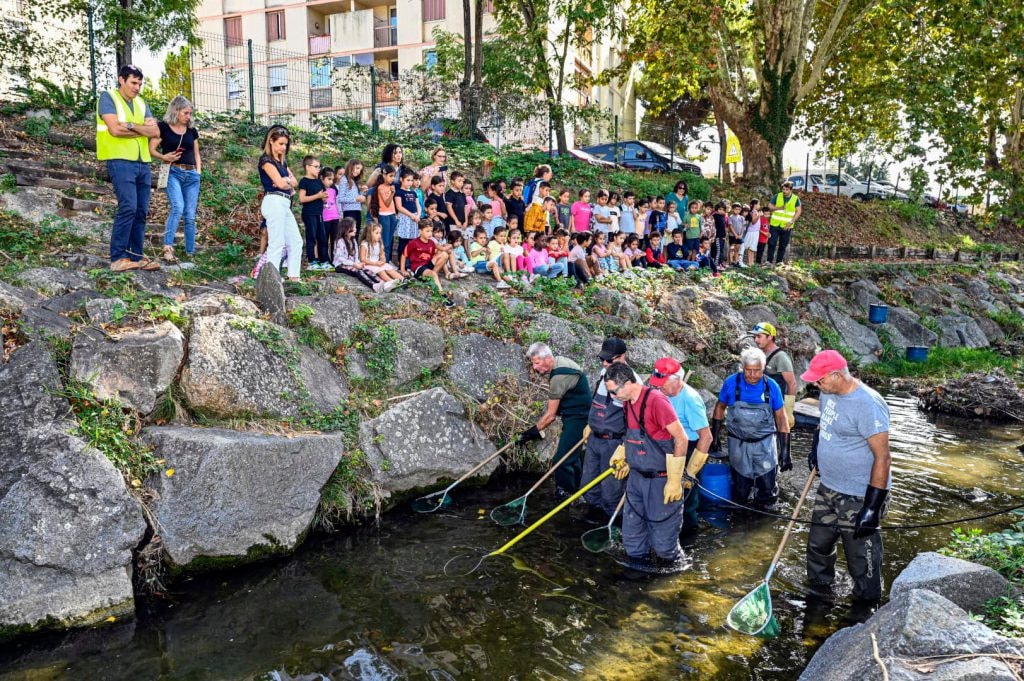 Protection de la biodiversité : l'Agglomération Cannes Lérins réalise une pêche de sauvegarde avant les travaux d'élargissement du cours d'eau de la Frayère — illustration 1