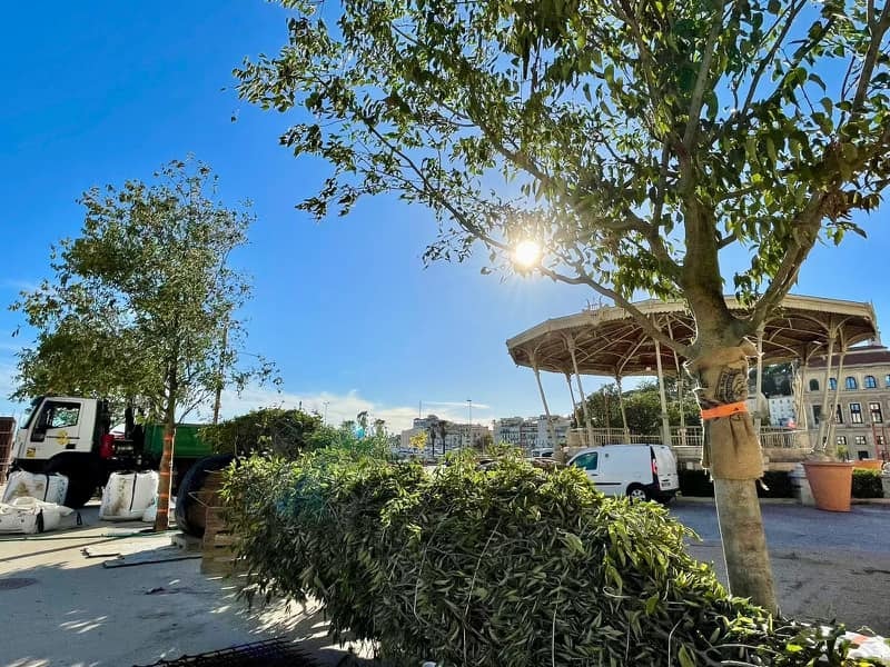 Arbres : la Mairie de Cannes plante massivement sur les Allées de la Liberté ! — illustration 1